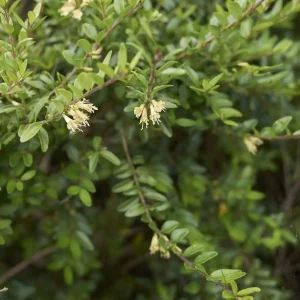 Lonicera Hedging (Lonicera nitida)