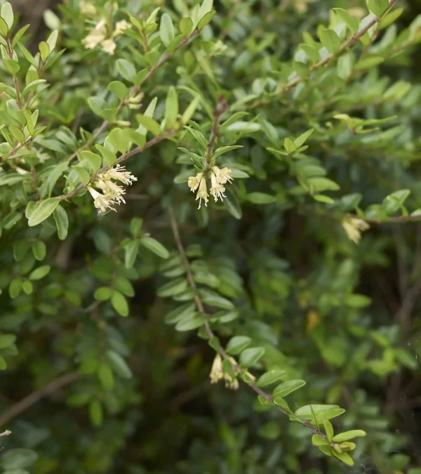 Lonicera Hedging (Lonicera nitida)