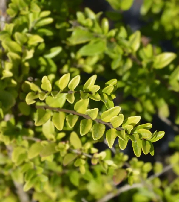 Lonicera Hedging (Lonicera nitida) - Image 2