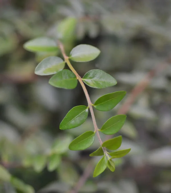 Lonicera Hedging (Lonicera nitida) - Image 3