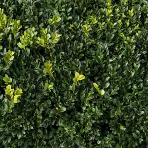 Box Hedging (Buxus sempervirens)