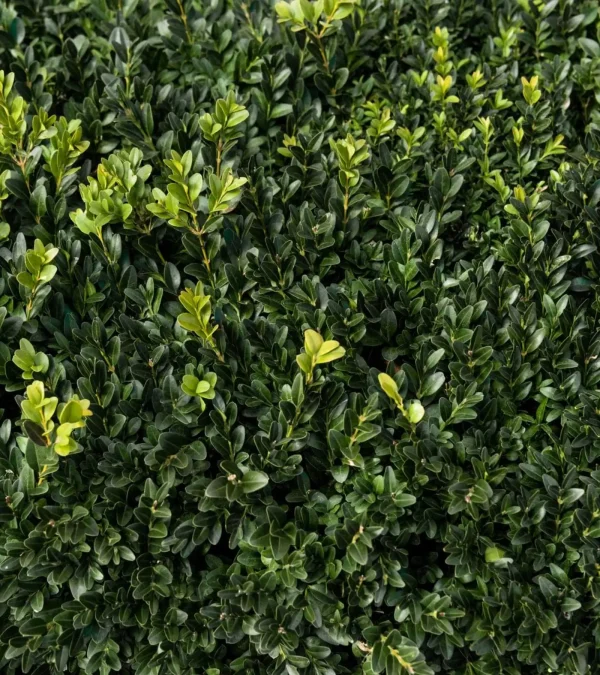 Box Hedging (Buxus sempervirens)