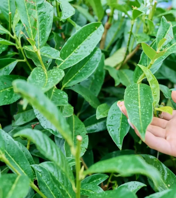 Cherry Laurel (Prunus laurocerasus) - Image 3