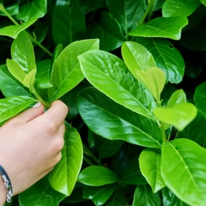 Cherry Laurel (Prunus laurocerasus)