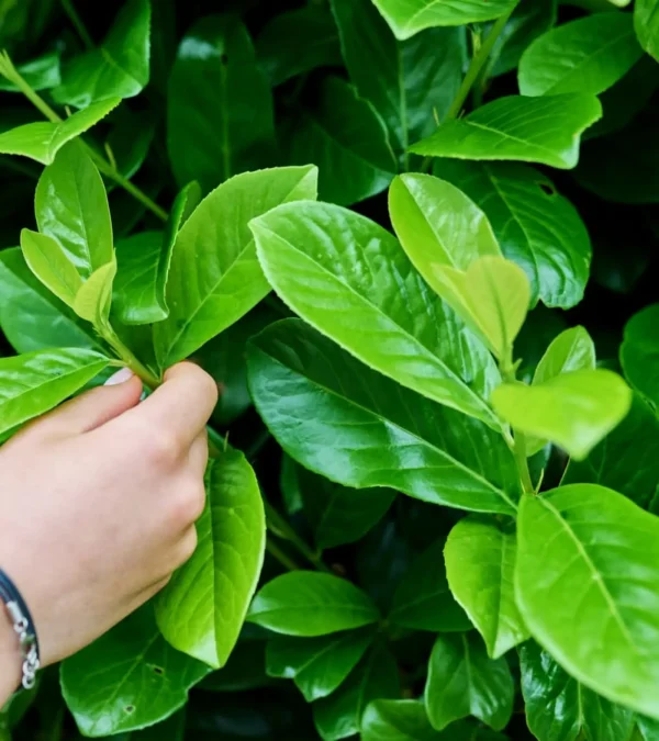 Cherry Laurel (Prunus laurocerasus)