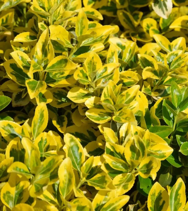 Golden Privet (Ligustrum ovalifolium Aureum)