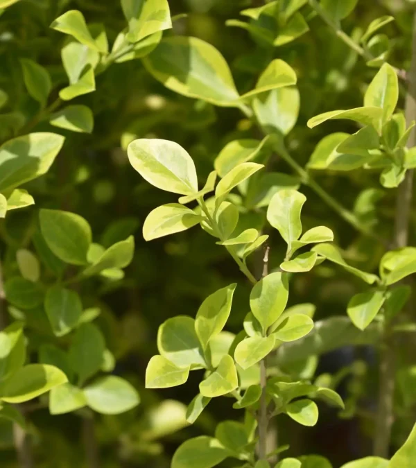 Golden Privet (Ligustrum ovalifolium Aureum) - Image 2