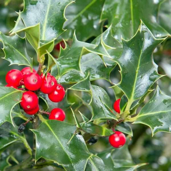 Common Holly (Ilex aquifolium)