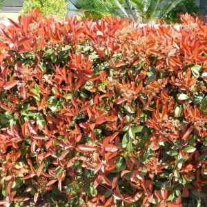 Photinia ‘Red Robin’ (Photinia x fraseri ‘Red Robin’)