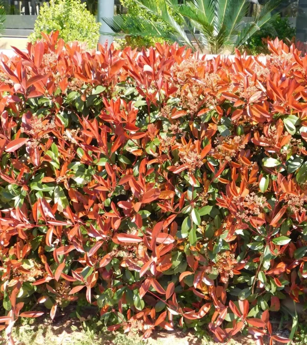 Photinia ‘Red Robin’ (Photinia x fraseri ‘Red Robin’)