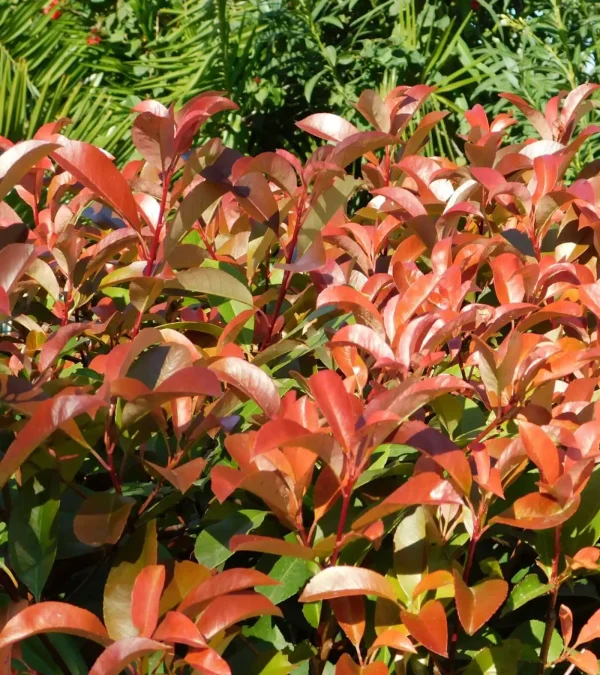 Photinia ‘Red Robin’ (Photinia x fraseri ‘Red Robin’) - Image 2