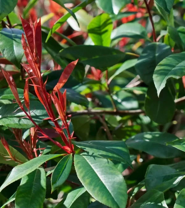 Photinia ‘Red Robin’ (Photinia x fraseri ‘Red Robin’) - Image 4