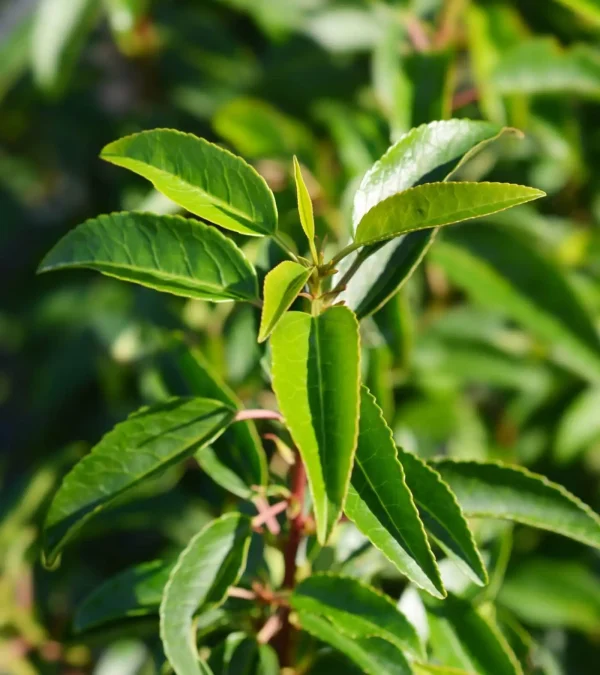 Portugese Laurel (Prunus lusitanica Angustifolia) - Image 2