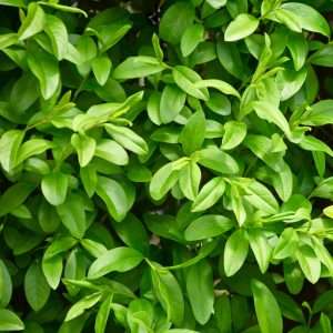 Common Green Privet (Ligustrum Ovalifolium)