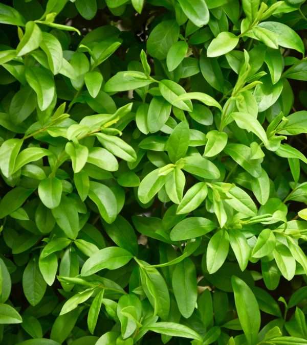 Common Green Privet (Ligustrum Ovalifolium)