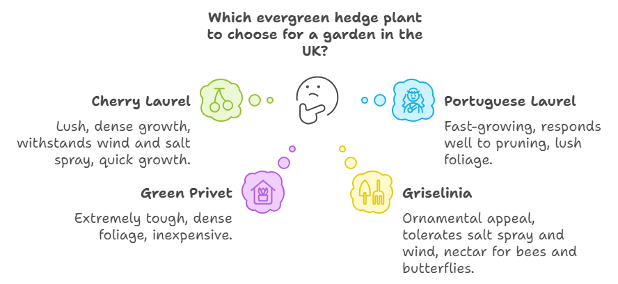 Infographic comparing four evergreen hedge plants: Cherry Laurel, Portuguese Laurel, Green Privet, and Griselinia, highlighting their growth characteristics for UK gardens.