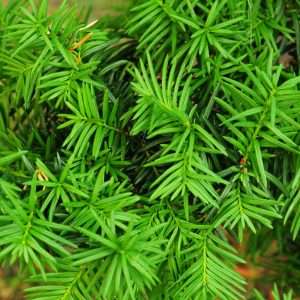 English Yew Hedging (Taxus baccata)