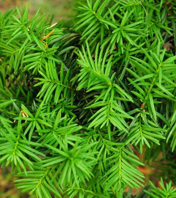 English Yew Hedging (Taxus baccata)