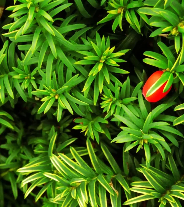 English Yew Hedging (Taxus baccata) - Image 2